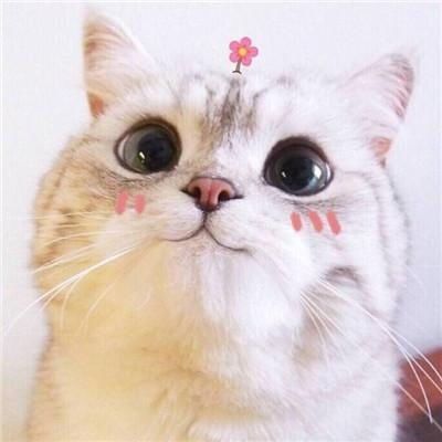 卡哇伊的可爱小猫卡通头像