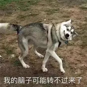 最全沙雕狗子表情包合辑年度最傻狗子都在这儿了