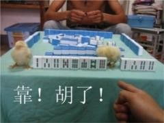 小鸡动态图片小鸡qq表情大全第1页朝夕网qq表情