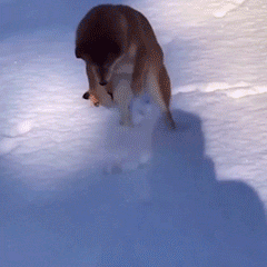 微信搞笑表情包动态猫咪