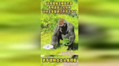 大猩猩偷菜被扇巴掌,表情沮丧,还好菜拿回来了不然亏大了