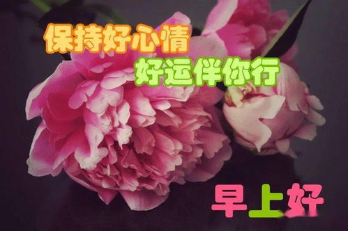 2021非常唯美的漂亮花朵早安问候语动态图片表情,微信暖心的早安问候语短信
