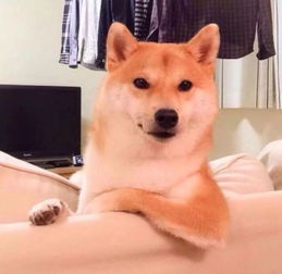 吐槽品牌包包除了贵还有什么缺点很多