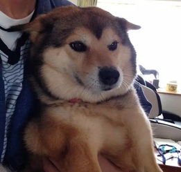 二哈和柴犬的混血宝宝,太可爱了