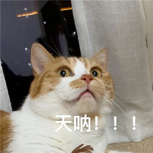 养猫6个月,我竟发现了这17个神奇现象