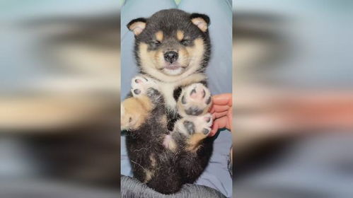原来小黑柴的耳朵,藏有机关呀,柴犬豆柴,柴犬表情包