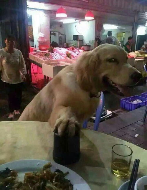 你都存了哪些沙雕表情包