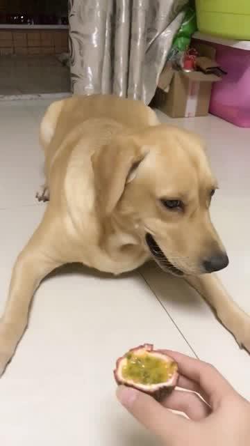 女主人让狗狗尝一下百香果,狗狗第一反应让人忍俊不禁