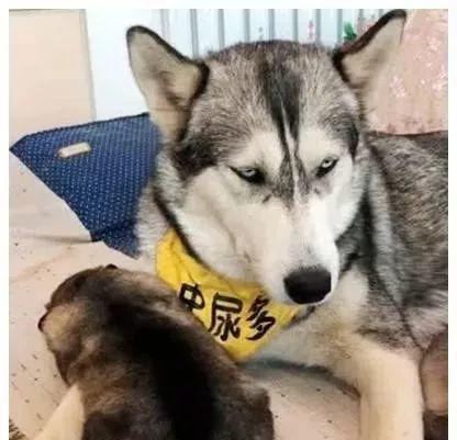 主人拿鸡腿引诱二哈,找准机会偷走小狗,下一秒二哈不知所措