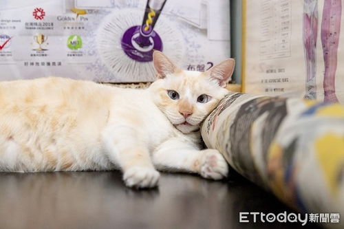 天生斗鸡眼国术馆的猫搞笑戏超足网狂存图做表情包