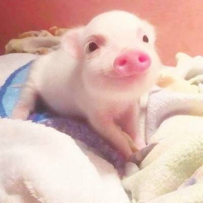 呆萌可爱小猪猪头像超萌微信小猪头像图片大全
