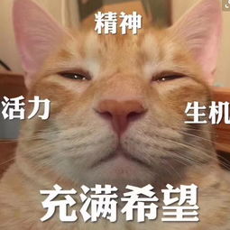 最近很火的搞笑表情包明人不说暗话,我想做你的小宝贝