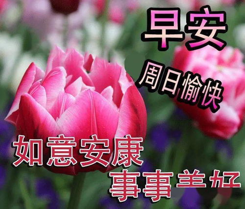 最新漂亮的周日早安愉快表情包,天天有好梦,日日好心情