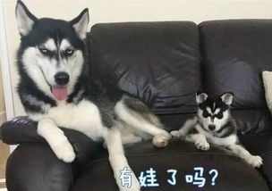 这些狗狗表情包,看过的人都收藏了哟