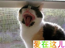 打哈欠撞到脑袋