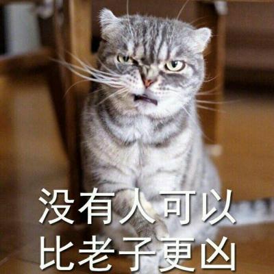 可爱猫咪超级搞怪带字头像2018最新感同身受是最温柔的冷笑话