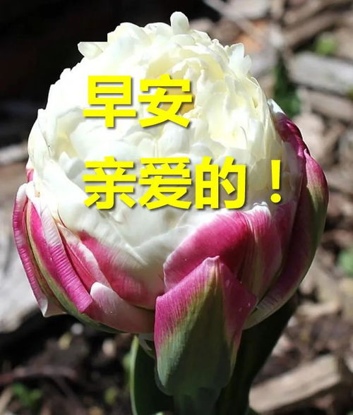 阳光明媚早安问候语表情微信早上好祝福语图片合集