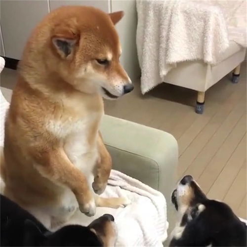 柴犬坐二哈位置不让,被二哈呲牙怒视,柴犬一脸心虚乖乖走下