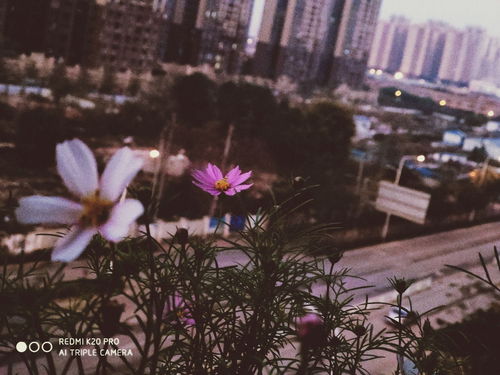 那些适合在寝室适合上班族学生党种的花