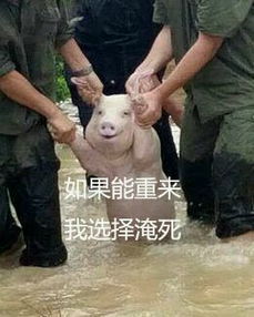 从台风中抢救出来的猪表情下载从台风中抢救出来的猪表情包9p极光下载站
