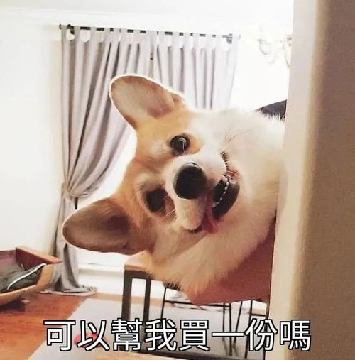 表情包狗狗萌宠沙雕系列