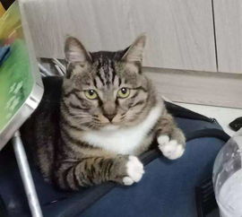 明明是一只狸花猫,却长得橘里橘气的,主人上辈子肯定是橘猫