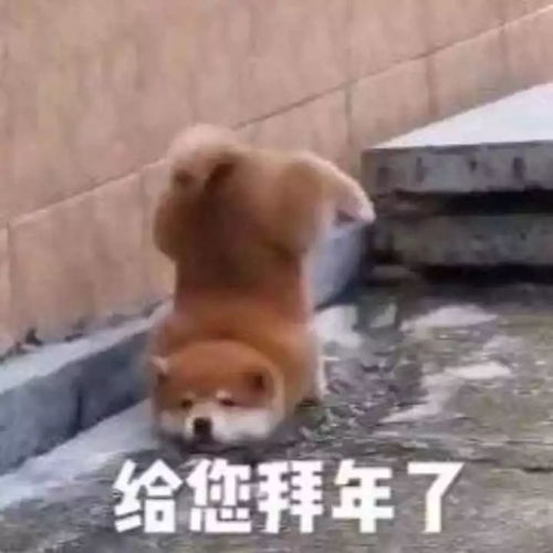 滴您有一份春节拜年指南,请查收