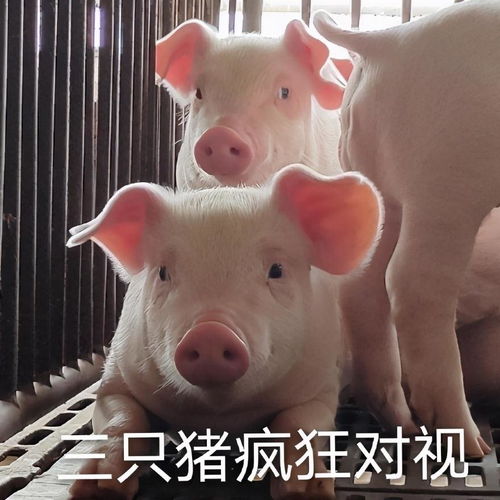 斗图表情包合集我就是个受气包呗