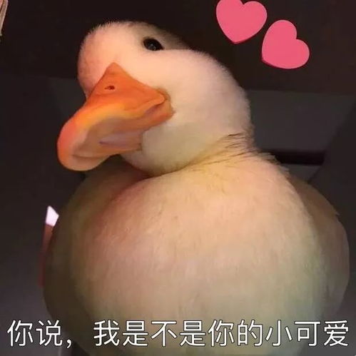 可爱鸭鸭表情包宝贝,入我怀