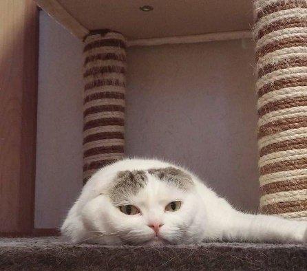 天气太热,把猫咪都热成一坨豆腐了哈哈这表情要萌死人