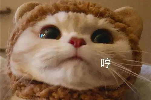 2021年度十大网络用语出炉破防绝绝子,哪个是你的口头禅