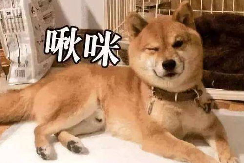 养狗第一天就后悔了,但看着狗子冲你撒娇,又觉得挺可爱的