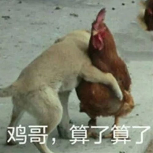 10大糗图你有见过这么大只鸡吗