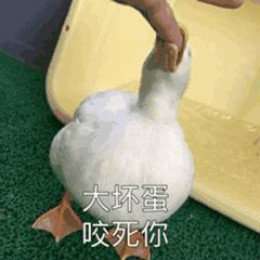 比心鸭子全套表情包分享