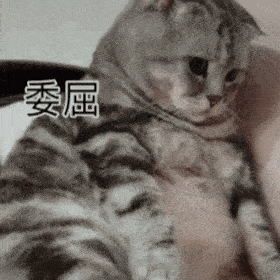 搞笑gif趣图感觉以后两人连闺蜜都做不成了