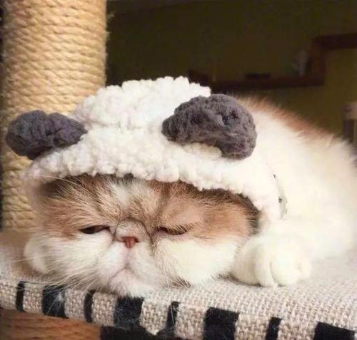 猫咪老是打喷嚏是什么情况