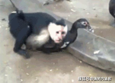 搞笑gif动态图猴子干鸭子,画面毫无违和感