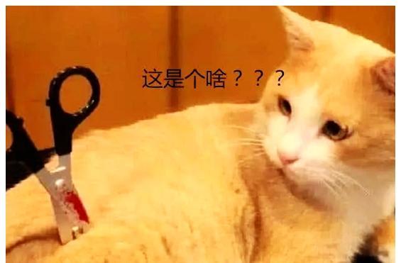 女子对着猫咪说,你身上有把剪刀,猫咪转身一看,表现让人意外