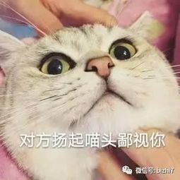 可爱猫咪表情包搞笑文字头像