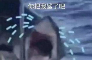 抖音鲨鱼图片分享鲨鱼沙雕表情包大全