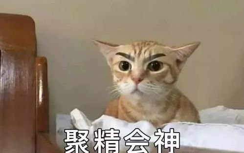 爆笑猫图表情包又来啦