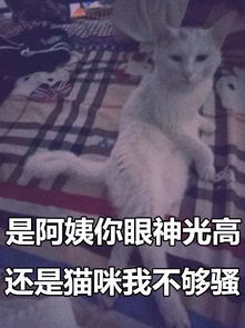 这是两张百搭的猫咪表情包,你能想到什么好玩的话来配