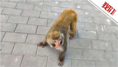 猴子窜进北工大校园保安称抓不到它网友制作爆笑表情包