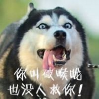 二哈搞笑图片带字表情包女人不要玩火
