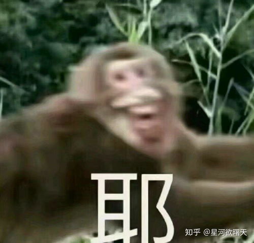 表情包动图沙雕搞笑一夜新娘