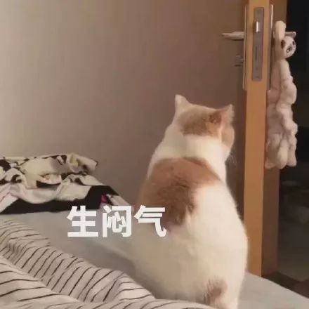 猫咪表情包喵