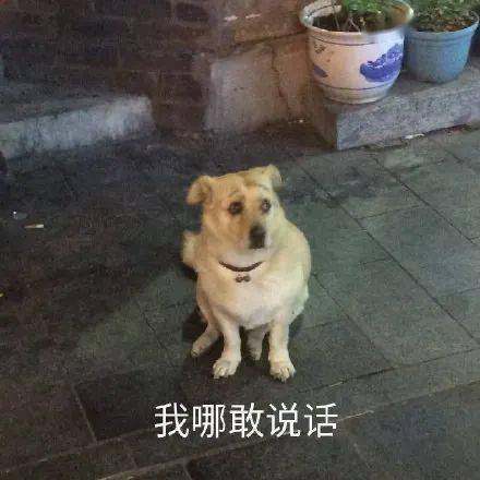 日常沙雕表情包