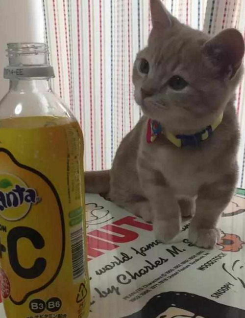 猫咪发现主人喝的饮料,跑过去闻了闻,随后的表情让人笑喷了
