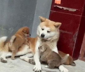 柴犬生下4只幼崽,柴犬爸爸却一脸愁容,网友注意幼崽毛色