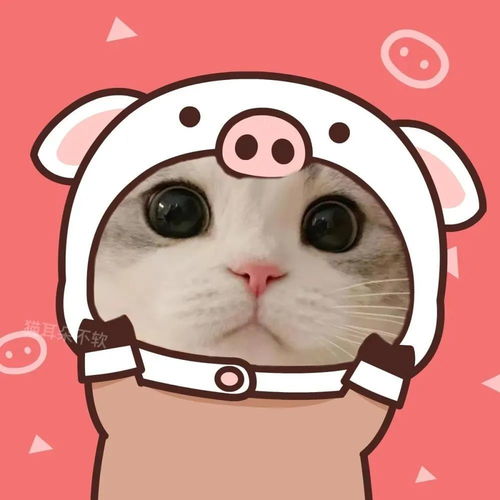 情侣头像丨超级可爱的猫咪情头